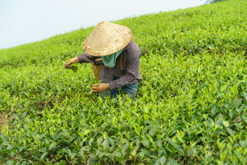 Naklejka na ściany i meble Tea plantation with Vietnamese woman picking tea leaves and buds in early morning