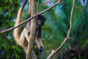 Macaco_prego