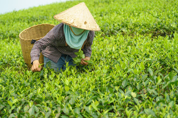 Naklejka na ściany i meble Tea plantation with Vietnamese woman picking tea leaves and buds in early morning