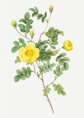 Yellow sweetbriar rose