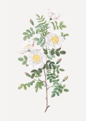 White burnet roses
