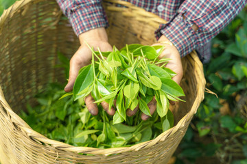 Fototapeta premium Woman worker hands holding fresh tea leaves over basket in tea plantation