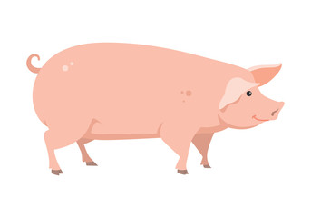 cartoon pig, vector