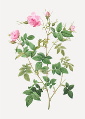 Pink flowering rosebush