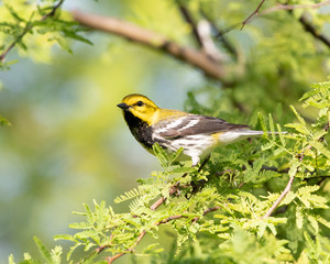 Black-throated Green Warbler