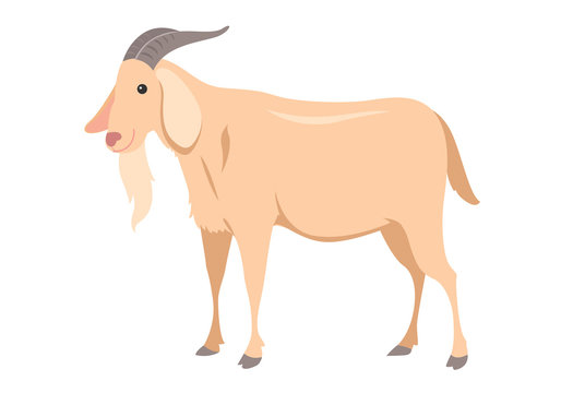 cartoon goat, vector