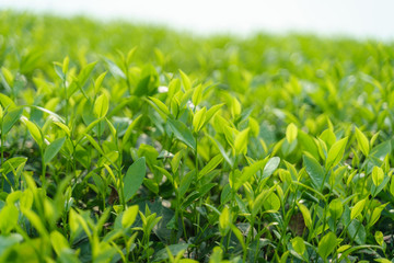Fresh green tea leaves and buds in a tea plantation in morning