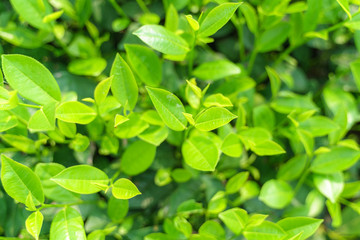 Fresh green tea leaves and buds in a tea plantation in morning