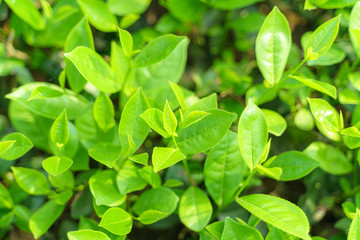 Fresh green tea leaves and buds in a tea plantation in morning