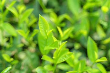 Fresh green tea leaves and buds in a tea plantation in morning