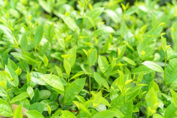 Fresh green tea leaves and buds in a tea plantation in morning