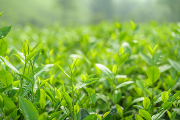Fresh green tea leaves and buds in a tea plantation in morning