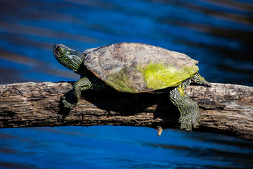 Fototapeta premium April 22 2019 Windsor Ontario Ojibway Park Wildlife Reptiles Turtles Map Turtle Conservation Status Concerned Threatened Species