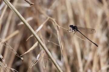 Dragonfly