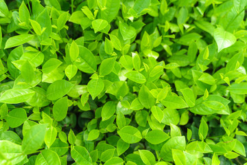 Fresh green tea leaves and buds in a tea plantation in morning
