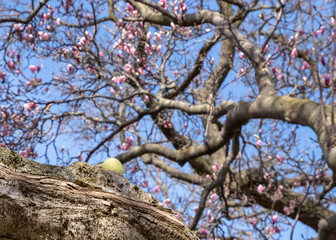Yellow Easter egg hidden on the branch of a budding magnolia tree.