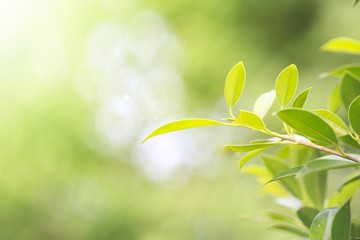  Nature leaf green in the garden.Concept organic leaves green and clean ecology in summer sunlight plants landscape. bokeh blurred bright green use texture wallpaper natural background.selective focus