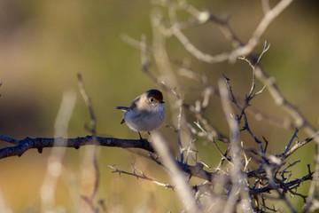 Robin on a branch