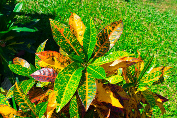 Planta de Croto