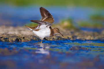 Water bird. Sandpiper. Colorful nature background. Bird: Common Sandpiper. Actitis hypoleucos.