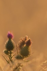 thistle in sunset