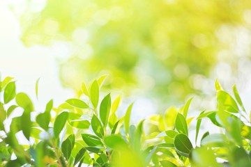 Nature leaf green in the garden.Concept organic leaves green and clean ecology in summer sunlight plants landscape. bokeh blurred bright green use texture wallpaper natural background.selective focus