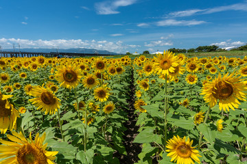 The country road surrounded full blooming sunflowers with blue sky and clouds
