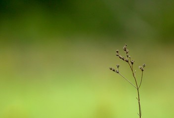 Grass and abstract background for text