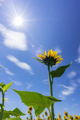 A Sunflower grows up toward the sun. Japan