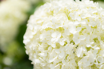 White hydrangea taken at the way of  close up and soft.