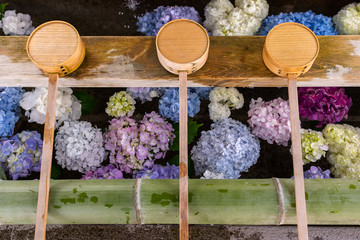 A lot of colorful hydrangeas are floating in the japanese water bowl. Aichi, Japan