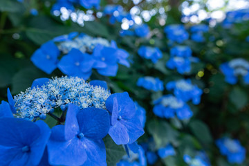 Blue hydrangeas bloom in the park. Aichi, Japan