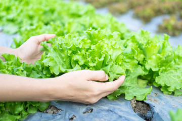 Naklejka na ściany i meble Hydroponic vegetables salad in caring hands at salad farm.