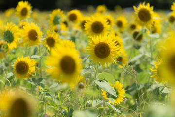 A lot of sunflowers in the field taken by soft filter. Japan