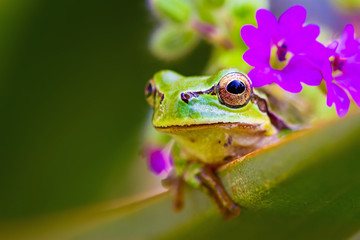 Cute frog. Green nature background.