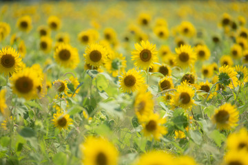 A lot of sunflowers in the field taken by soft filter. Japan