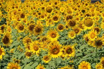 Sunflowers are blooming densely in the summer August. Japan