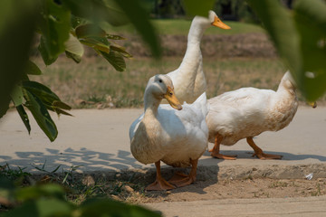 White duck in the farm.