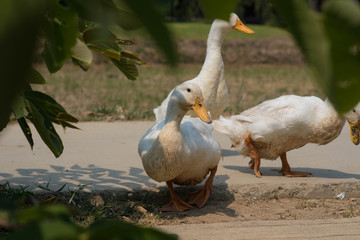 White duck in the farm.
