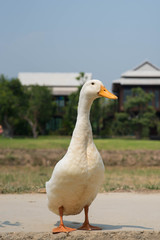 White duck in the farm.