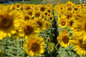 The country road surrounded full blooming sunflowers. Japan