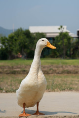 White duck in the farm.