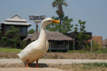 White duck in the farm.