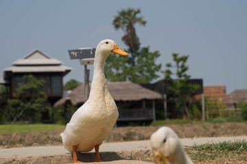 White duck in the farm.