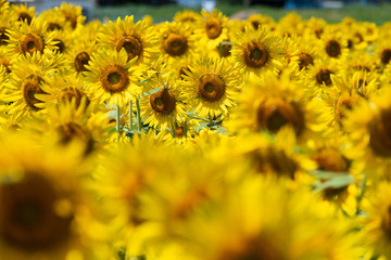 Sunflowers are blooming densely in the summer August. Japan