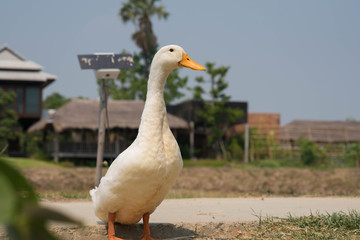 White duck in the farm.