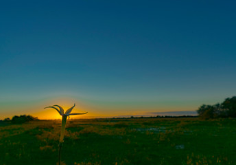Flor tapando el  Sol