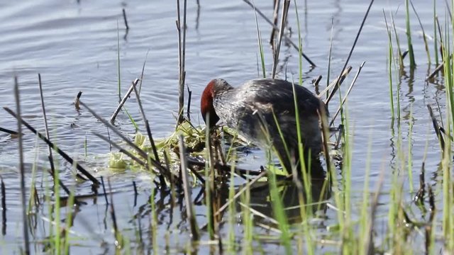 A pair of cute Little Grebe, Tachybaptus ruficollis, building their nest in the reeds at the edge of a river.