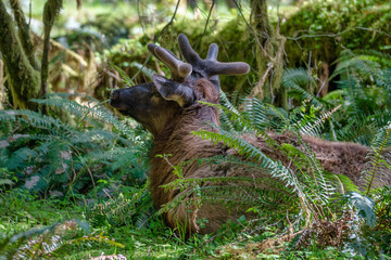 Elk In Rainforest