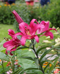 Lilies. The unusual coloring of elegant flowers fascinates. White and purple, colors of gold and morning dawn.